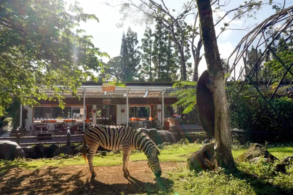 Chick A Boom View zebra