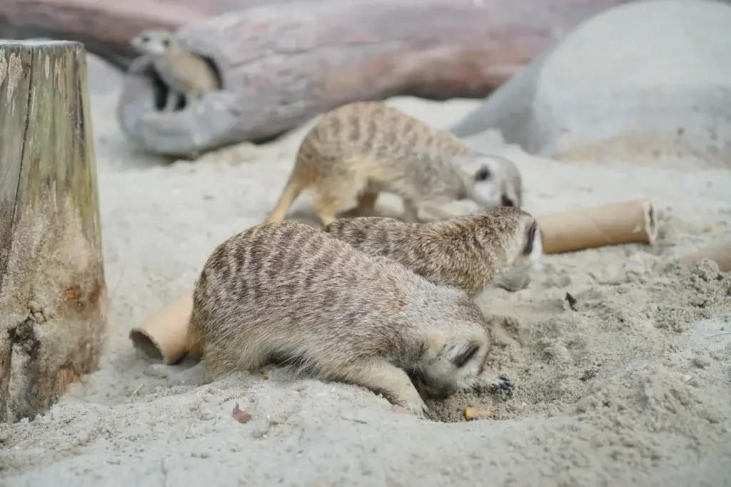 Meerkat