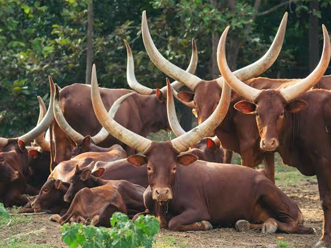 Royal Safari Garden - Conservations